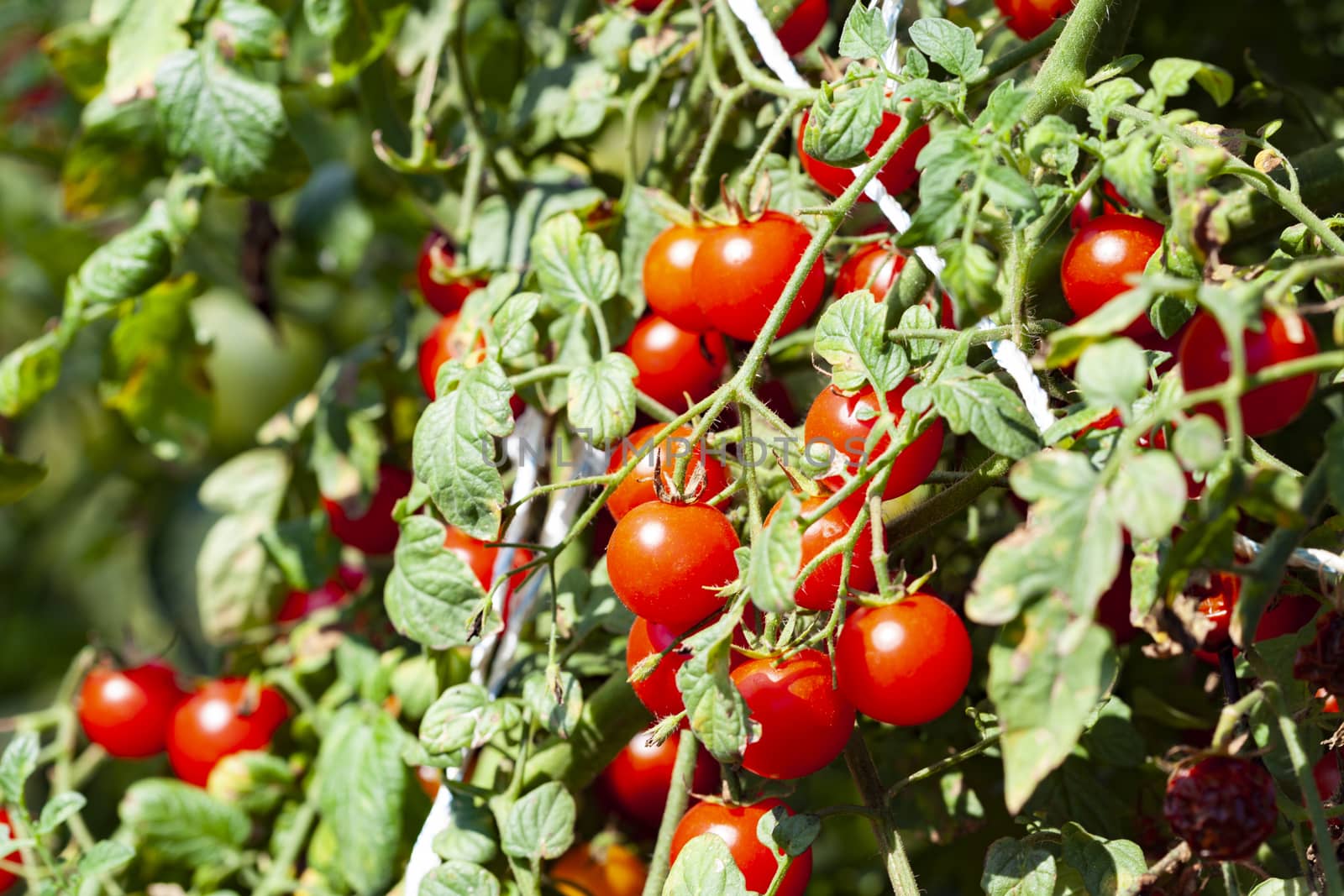 Organic Sweet Tomatoes by orcearo