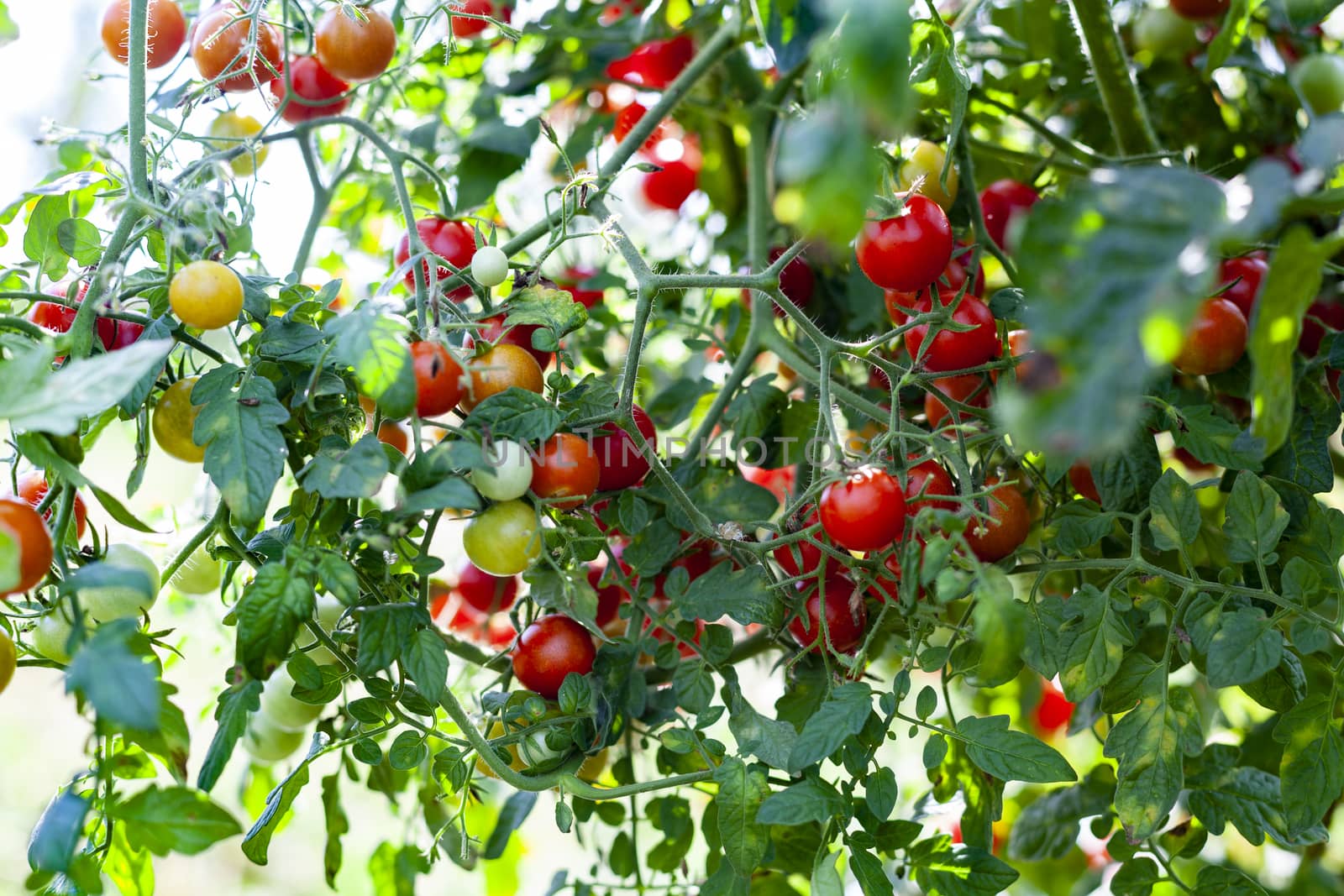 Organing Farming Red Cherry Tomatoes Plant Closeup with Imprefect Green Leaves