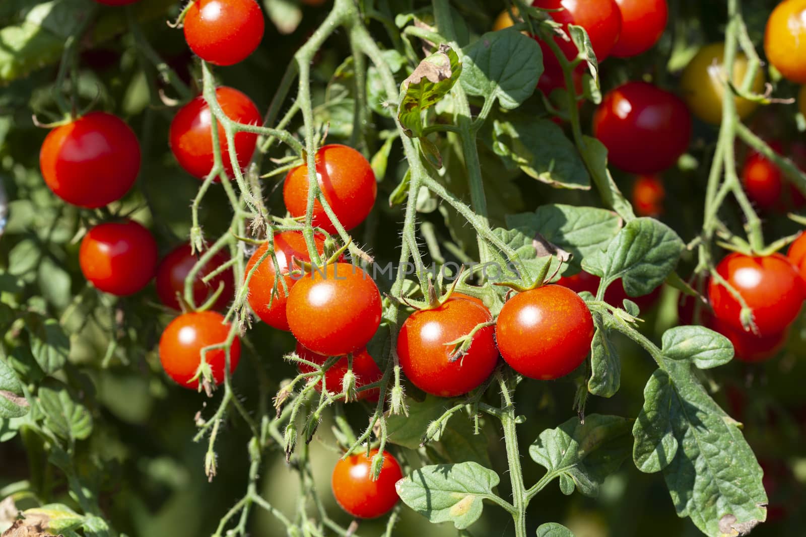 Organic Red Cherry Tomatoes by orcearo