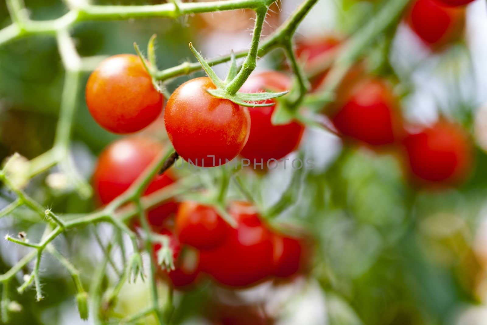 Organic Red Cherry Tomatoes Pair on a Branch