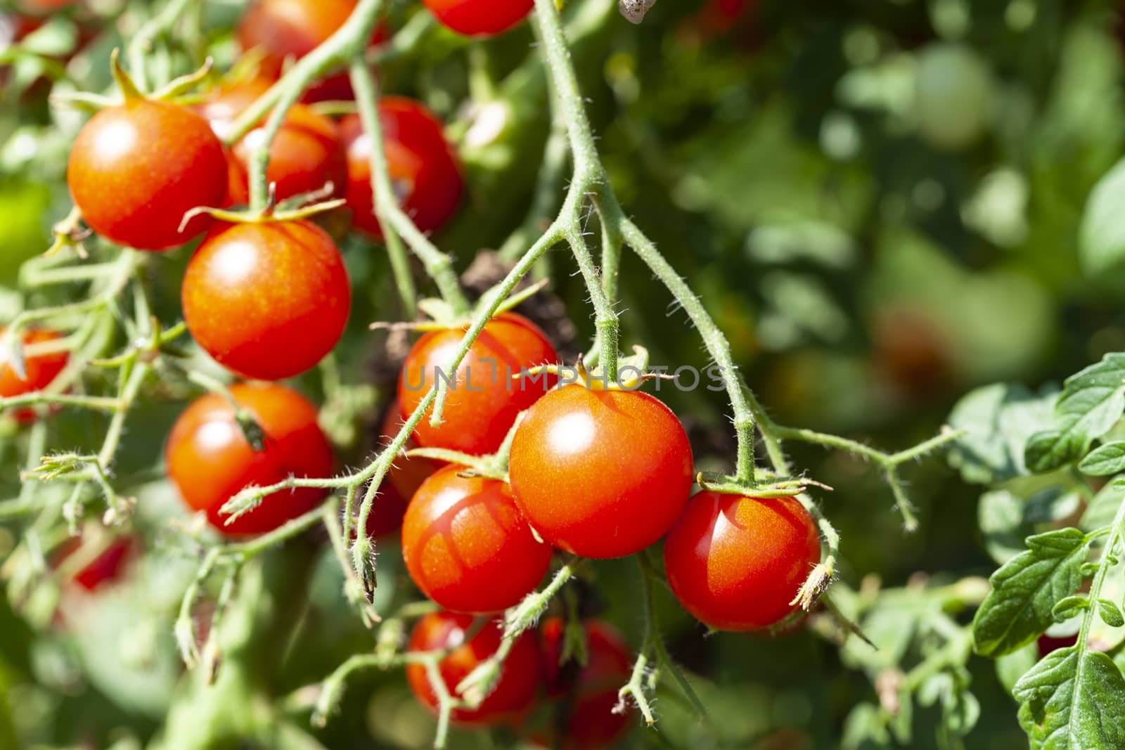 Red Tasty Cherry Tomatoes by orcearo