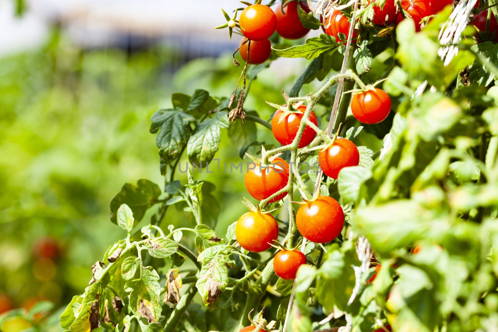 Red Cherry Tomatoes in the Sun by orcearo