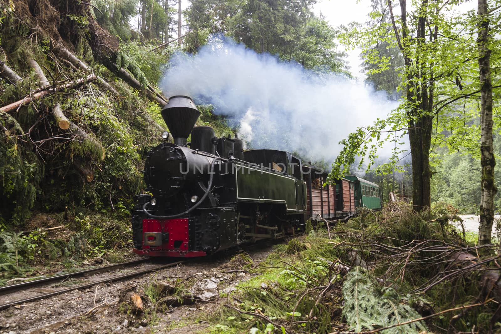 Steam Train in Woods by orcearo