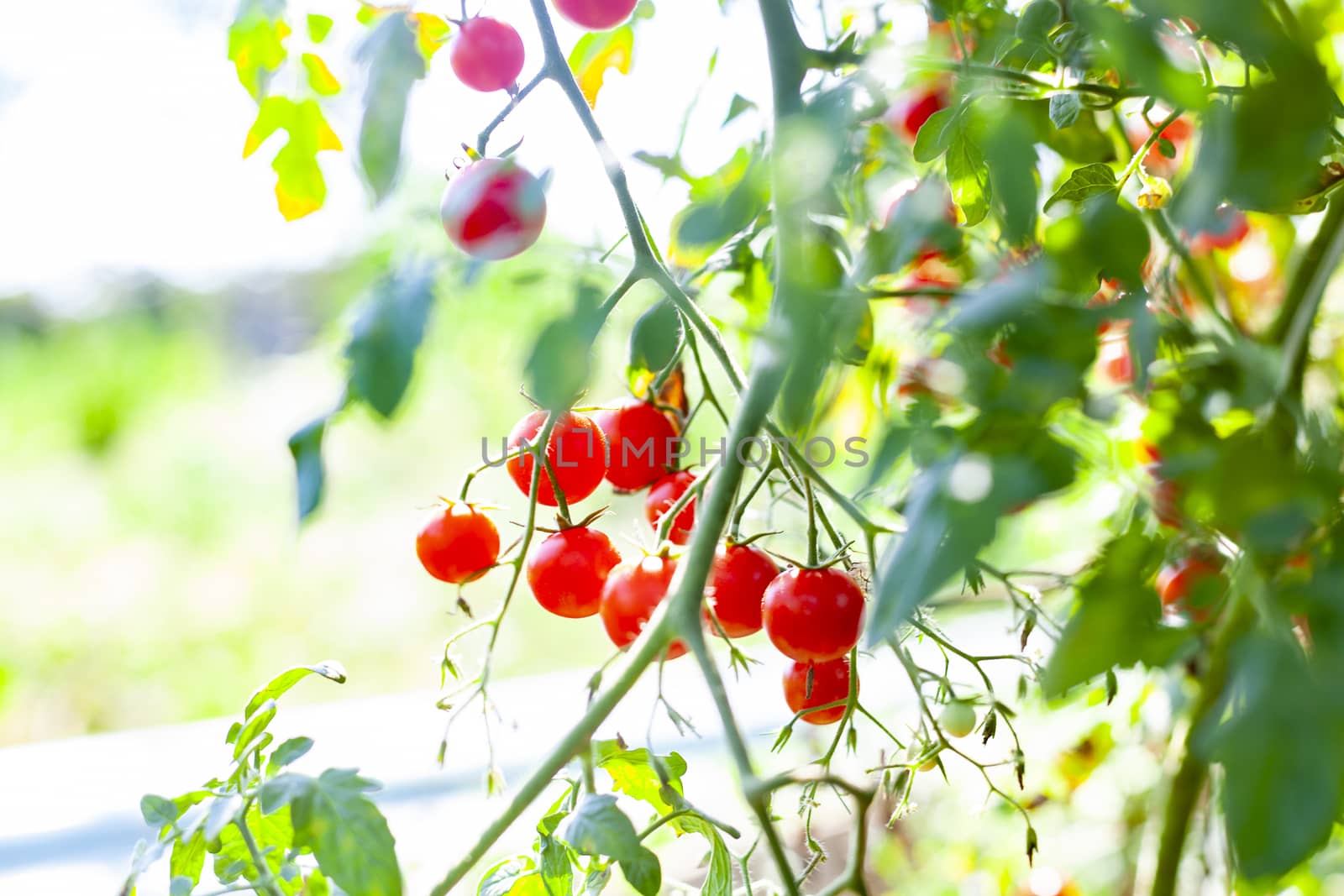 Sweet Tomatoes by orcearo