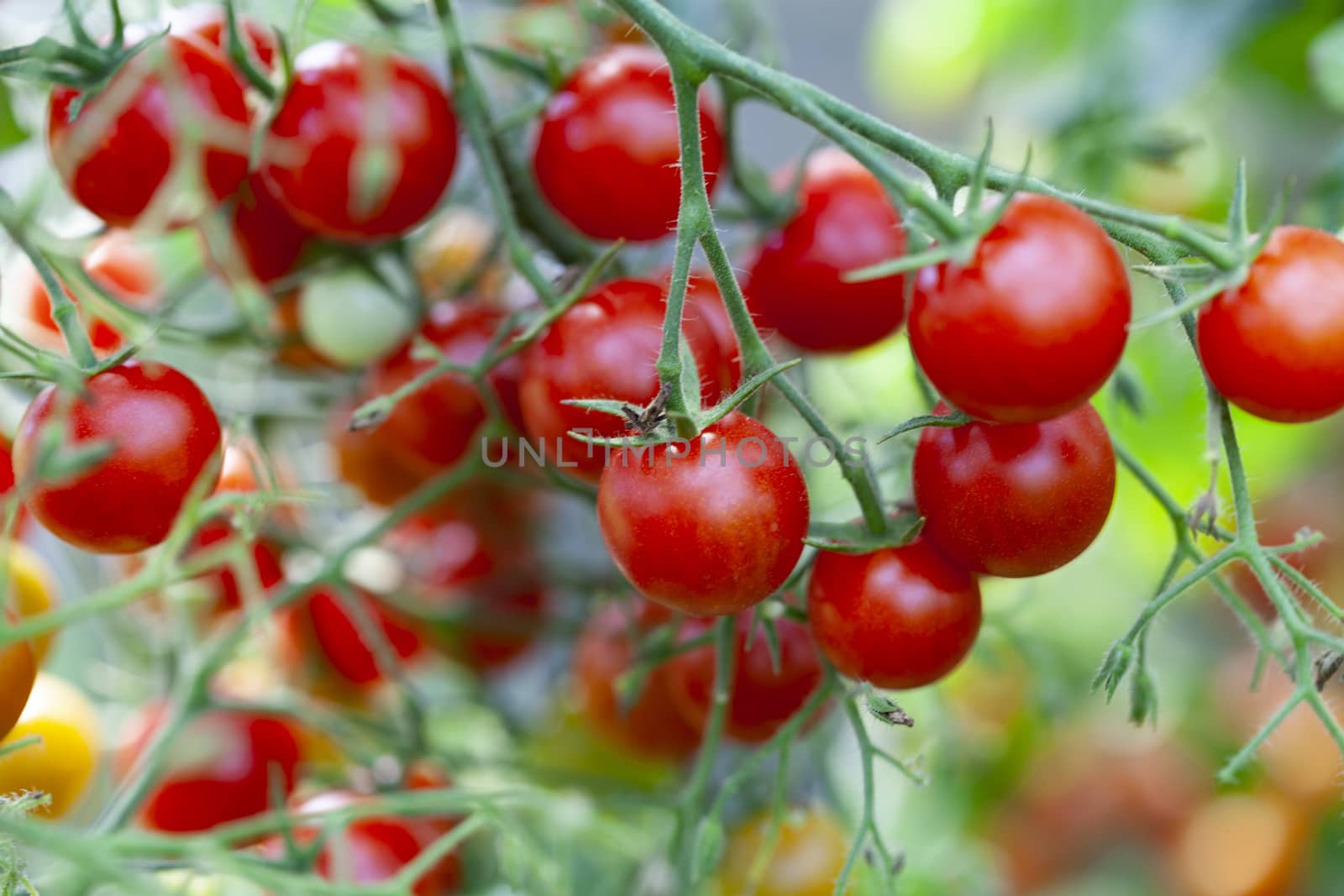 Red Sweet Cherry Tomatoes on Green Plant 