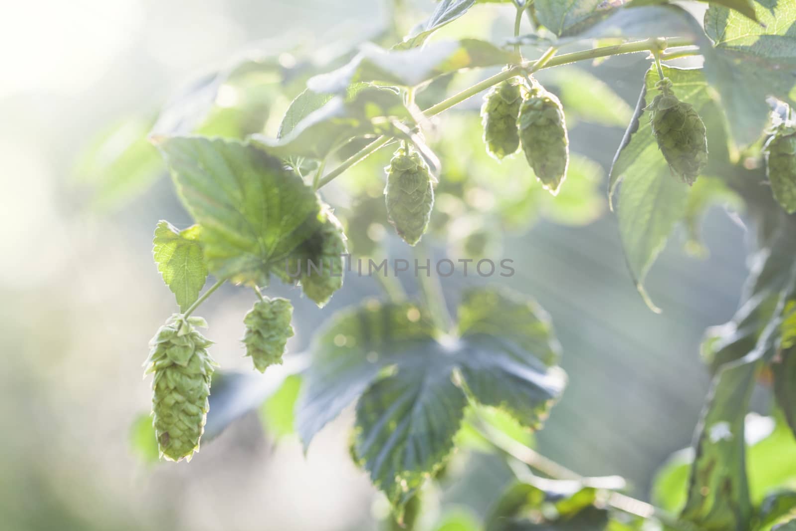 Fresh Hops In the Sun by orcearo