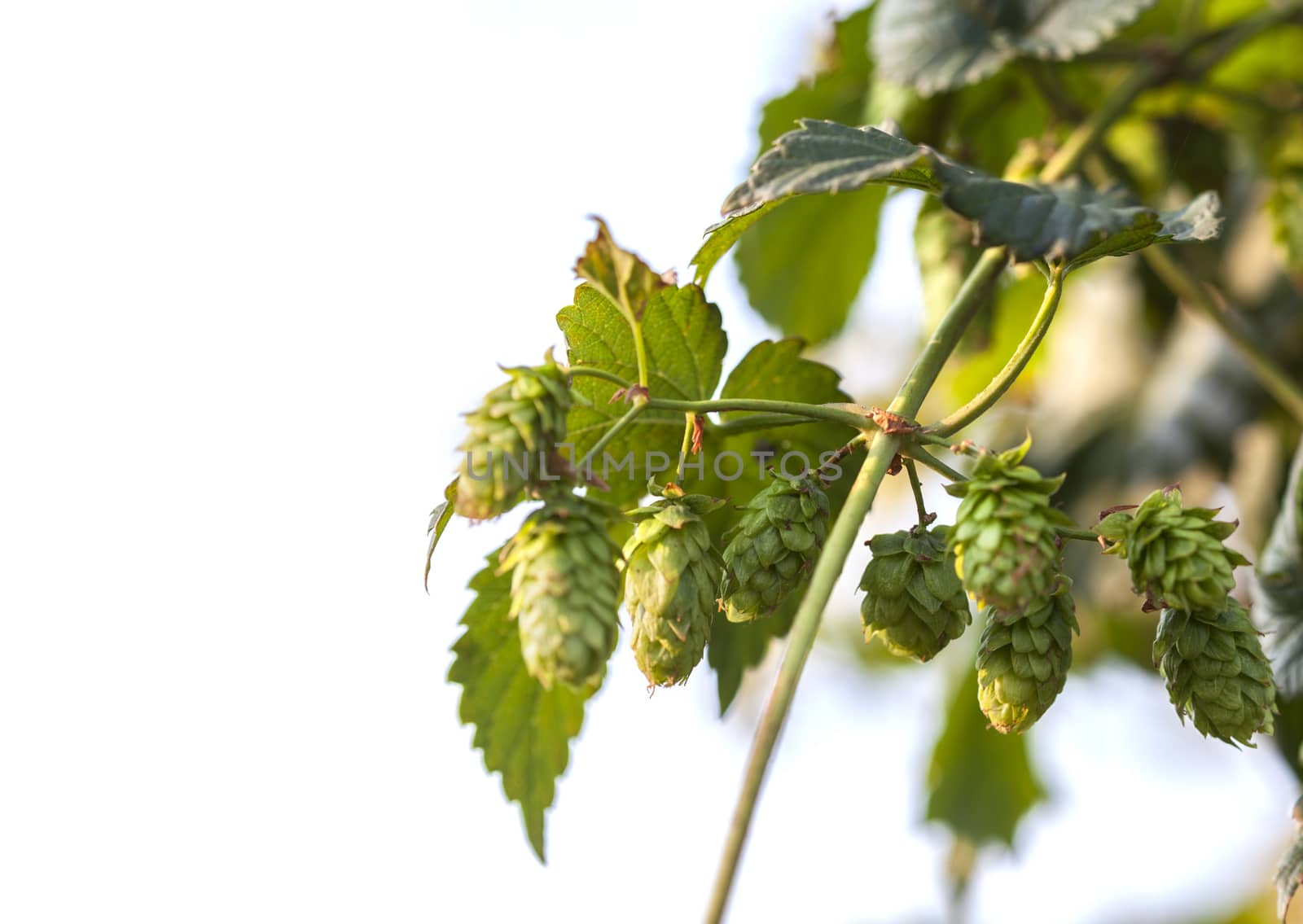 Hop plant close up growing on a Hop farm. Fresh and Ripe Hops ready for harvesting. Beer production ingredient. Brewing concept. Fresh Hop over blurred nature green background and isolated on white.
