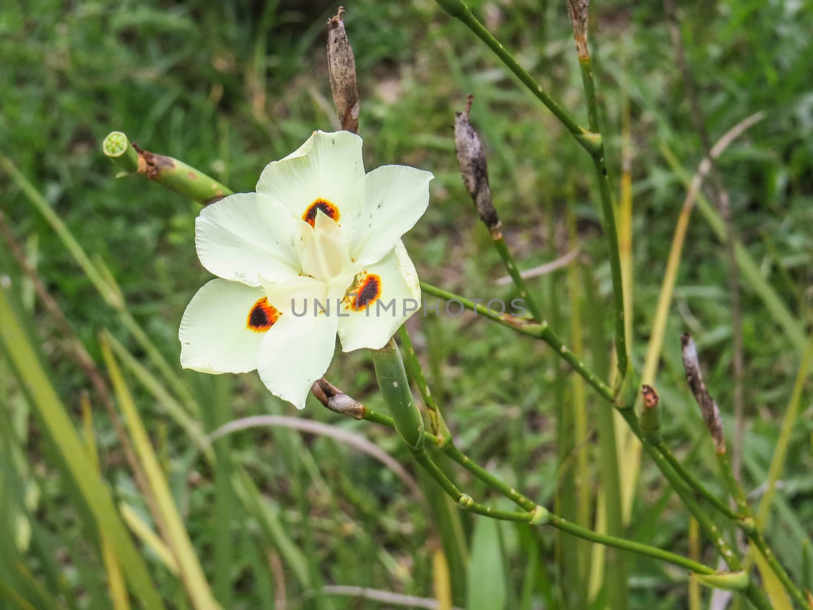 Close-up of shrub of beautiful and delicate flowers in the garden, Dietes bicolor