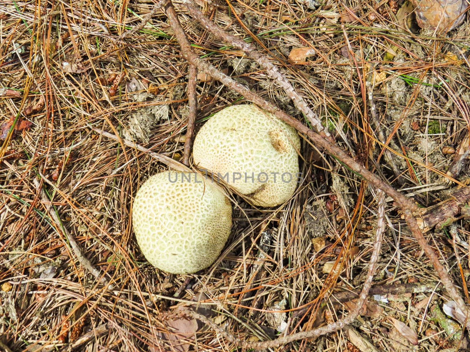 Two mushrooms before harvest in the woods next to dry twigs.