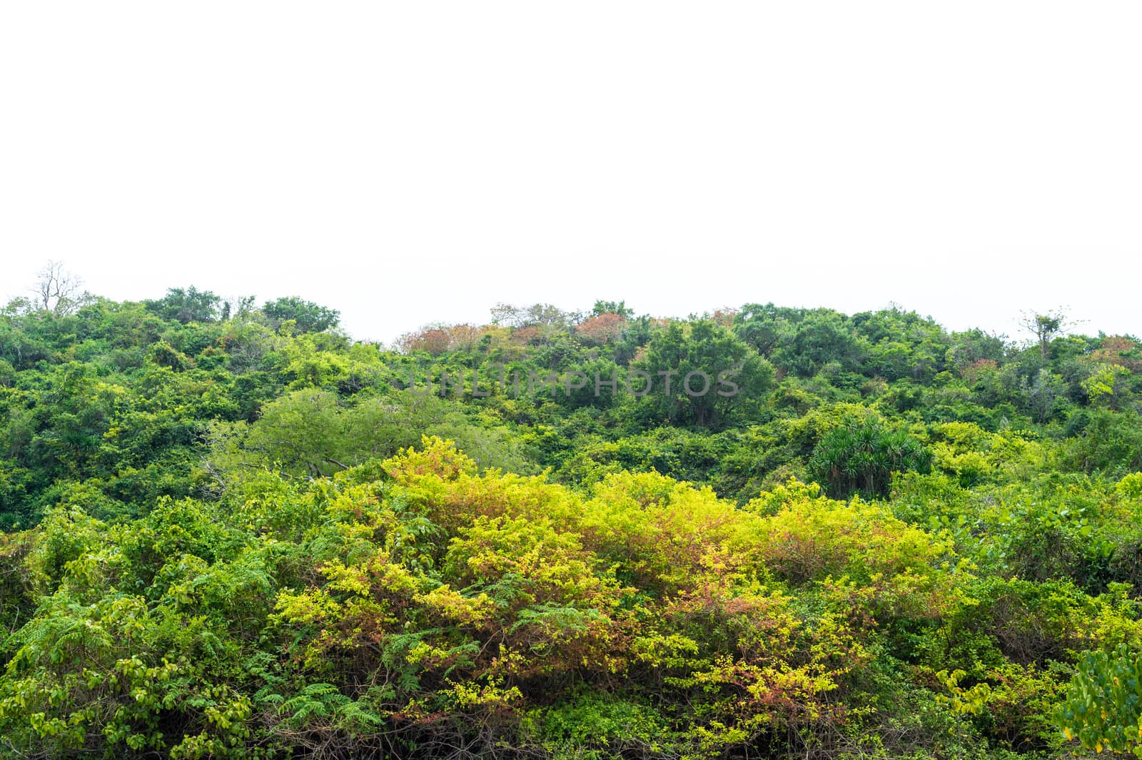 Landscape of tree on the mountain background