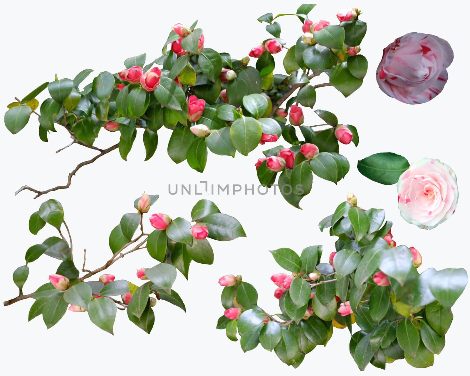 Beautifull camellia flowers and branch set in white background blossoms of collection.  