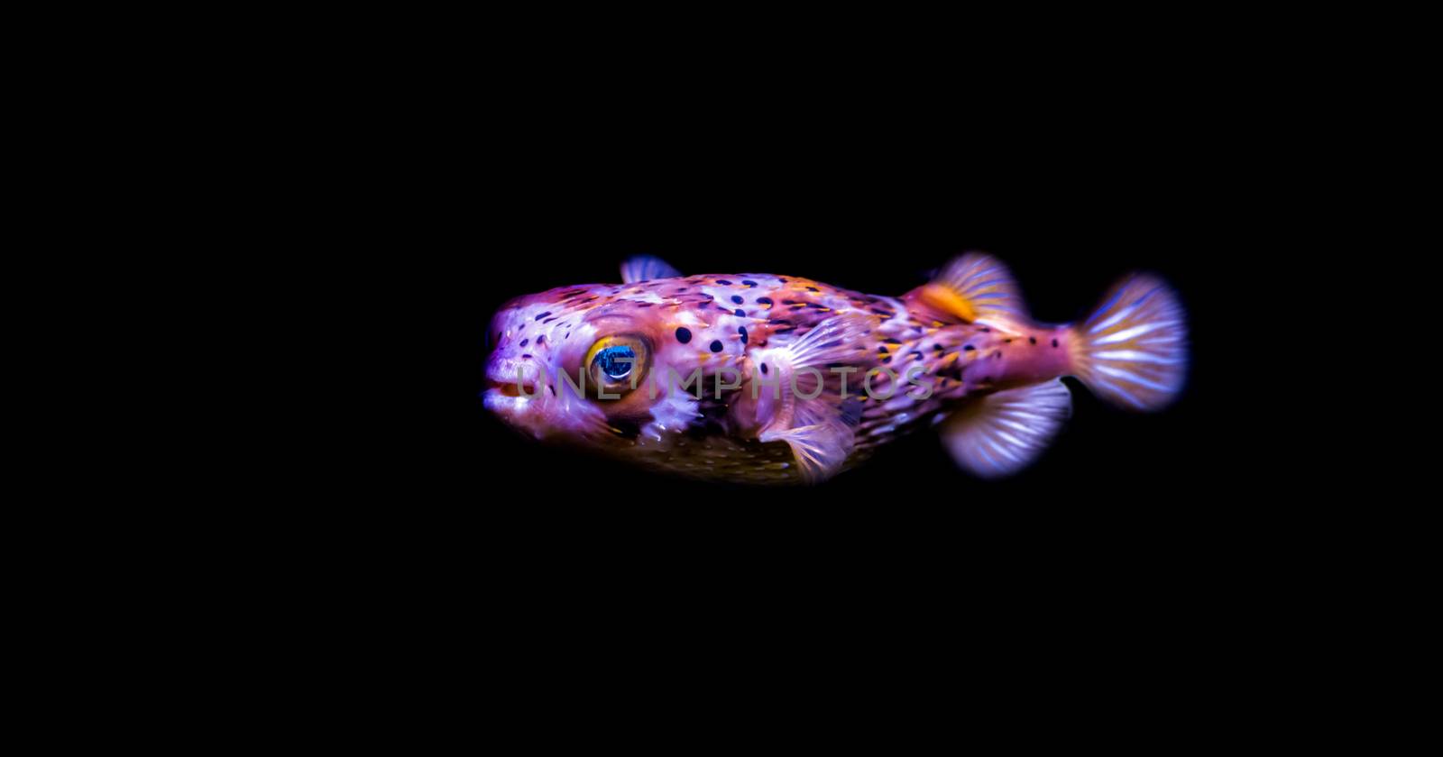 portrait of a freckled porcupine fish isolated on a black background