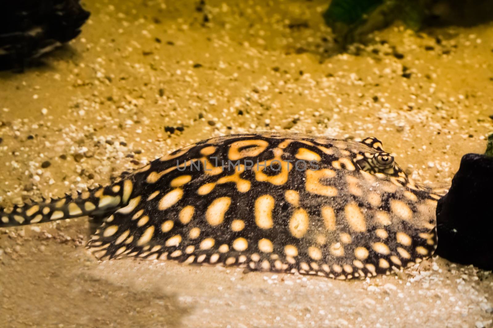 black stingray laying on the bottom, camouflaged in the sand, tropical aquarium pet from brazil