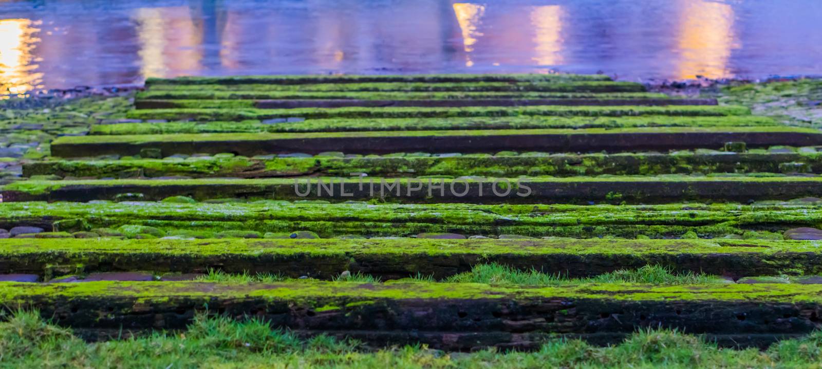 soothing nature background of mossy wooden beams and water reflecting light at night by charlottebleijenberg
