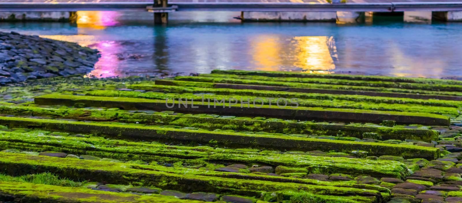 wooden planks covered in moss, water landscape scenery, tranquil nature background