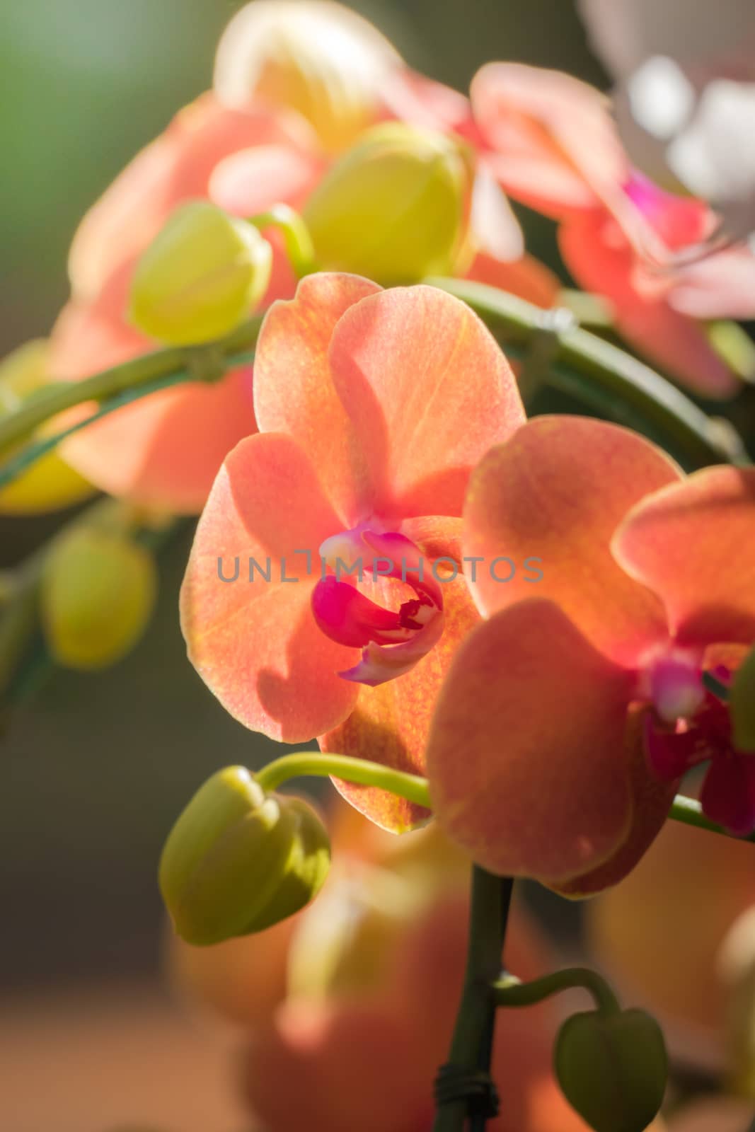 The background image of the colorful flowers, background nature