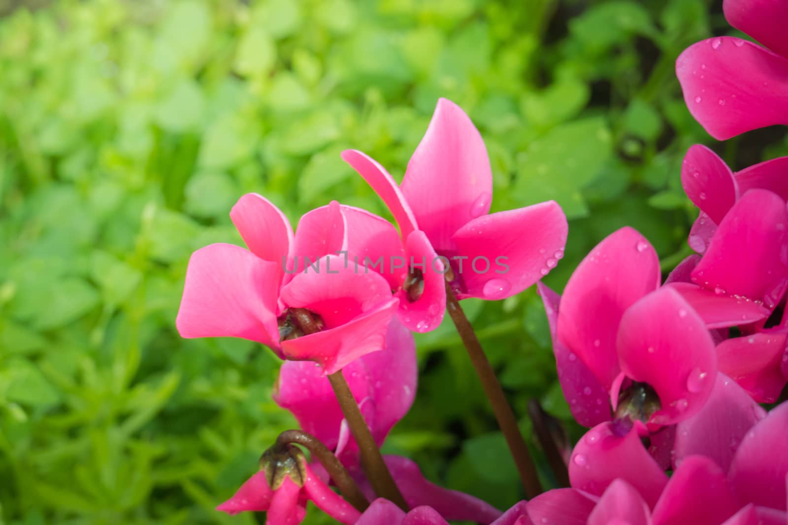 The background image of the colorful flowers, background nature