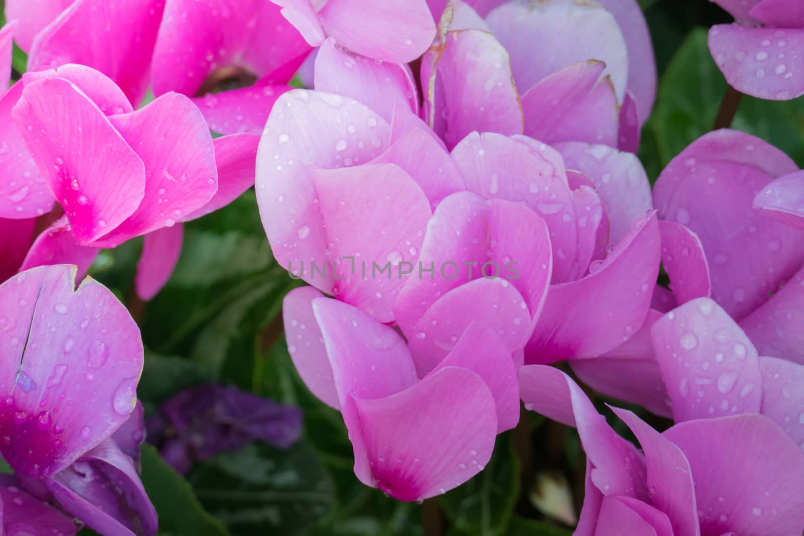 The background image of the colorful flowers, background nature