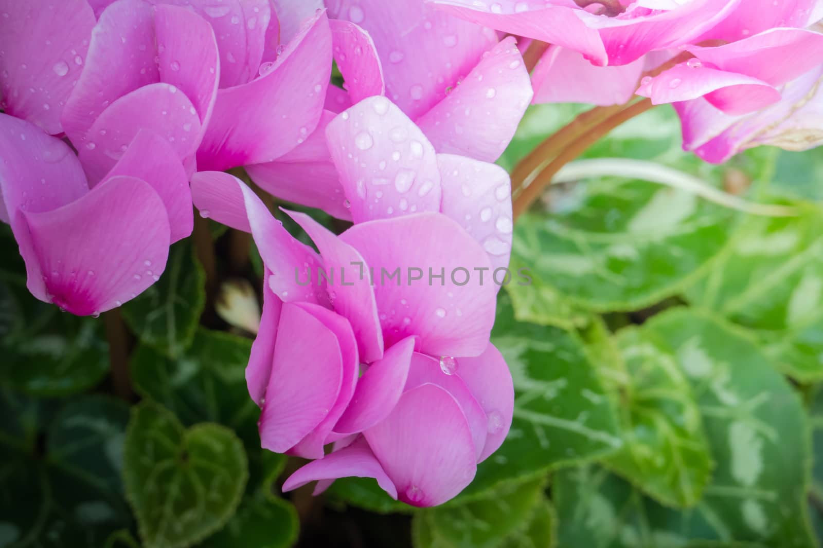 The background image of the colorful flowers, background nature