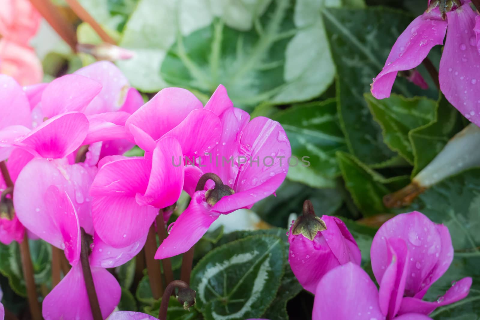 The background image of the colorful flowers, background nature