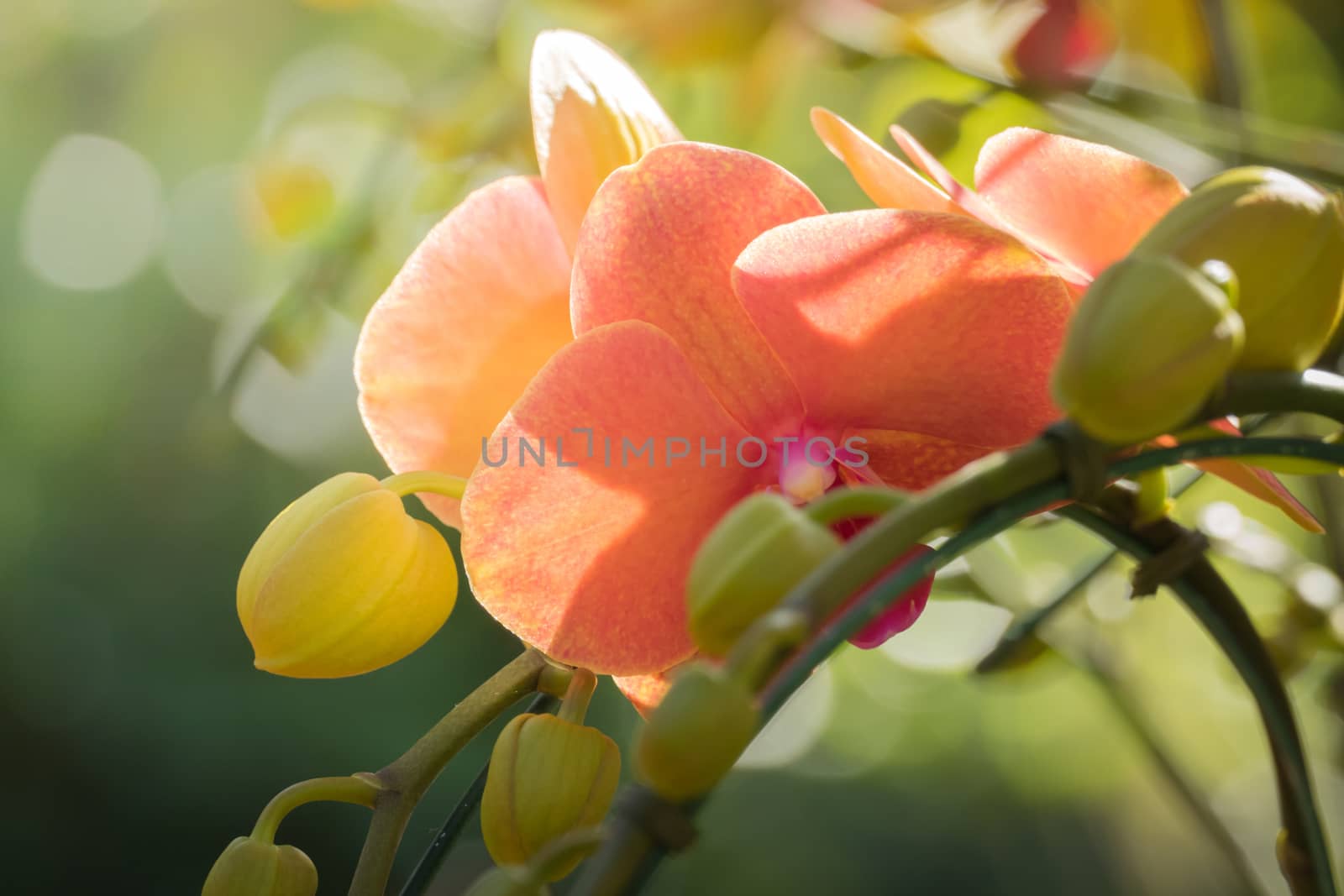 The background image of the colorful flowers, background nature