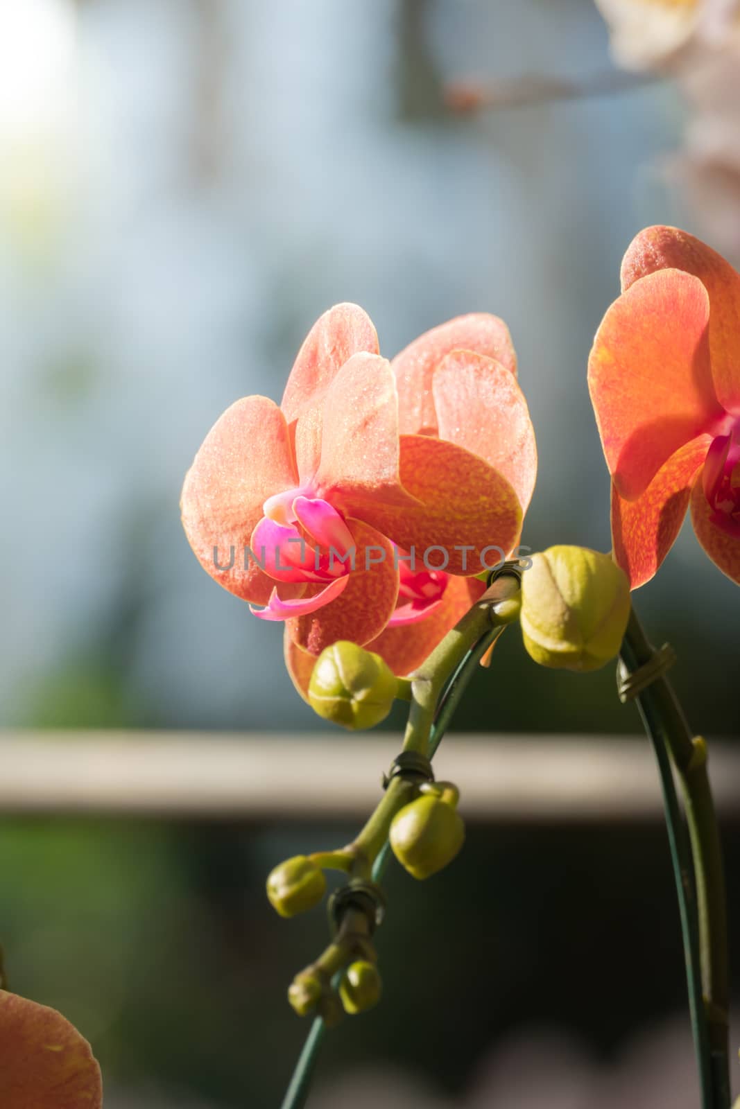 The background image of the colorful flowers, background nature