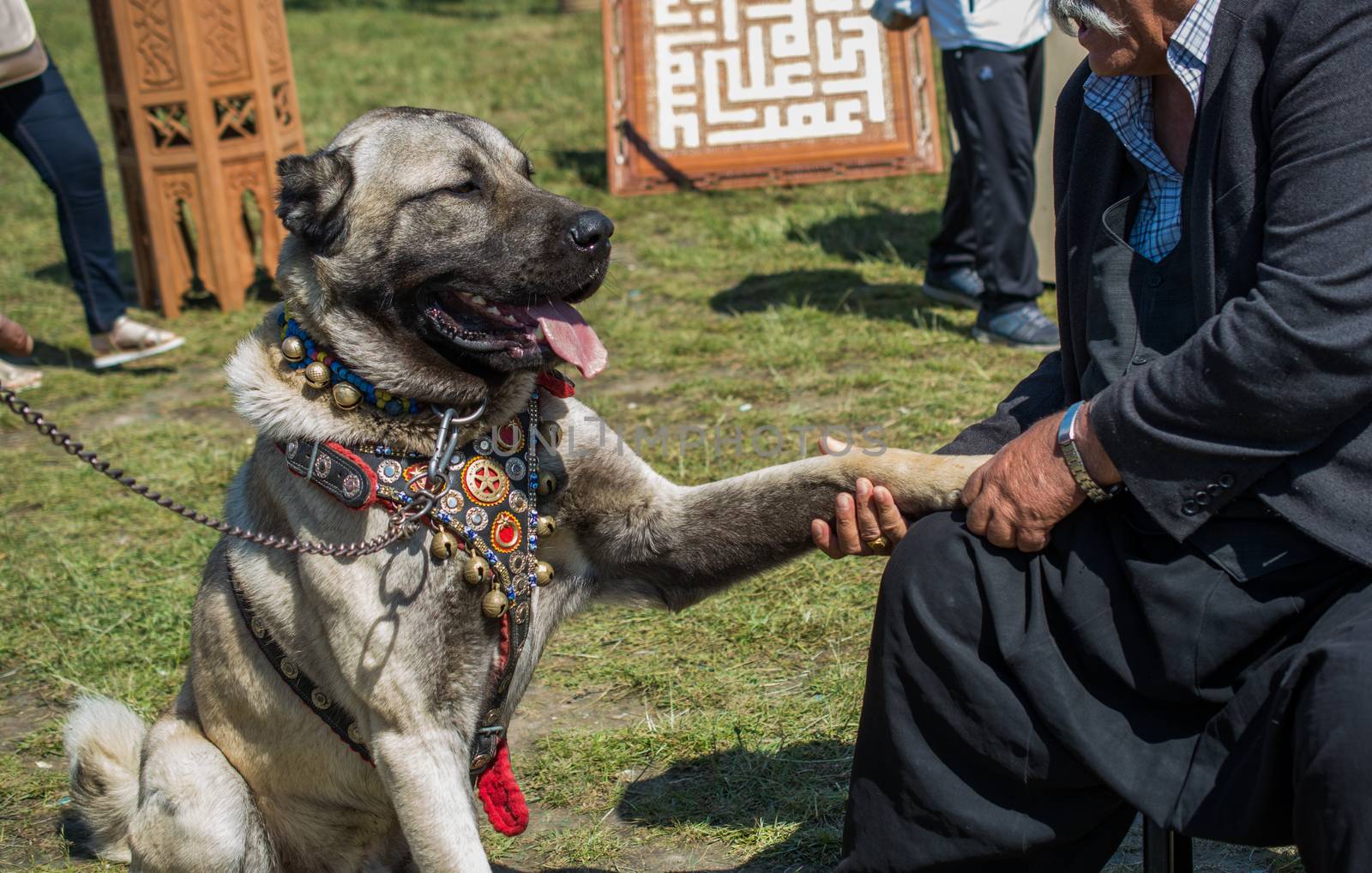 Turkish breed shepherd dog Kangal as guarding dog by berkay