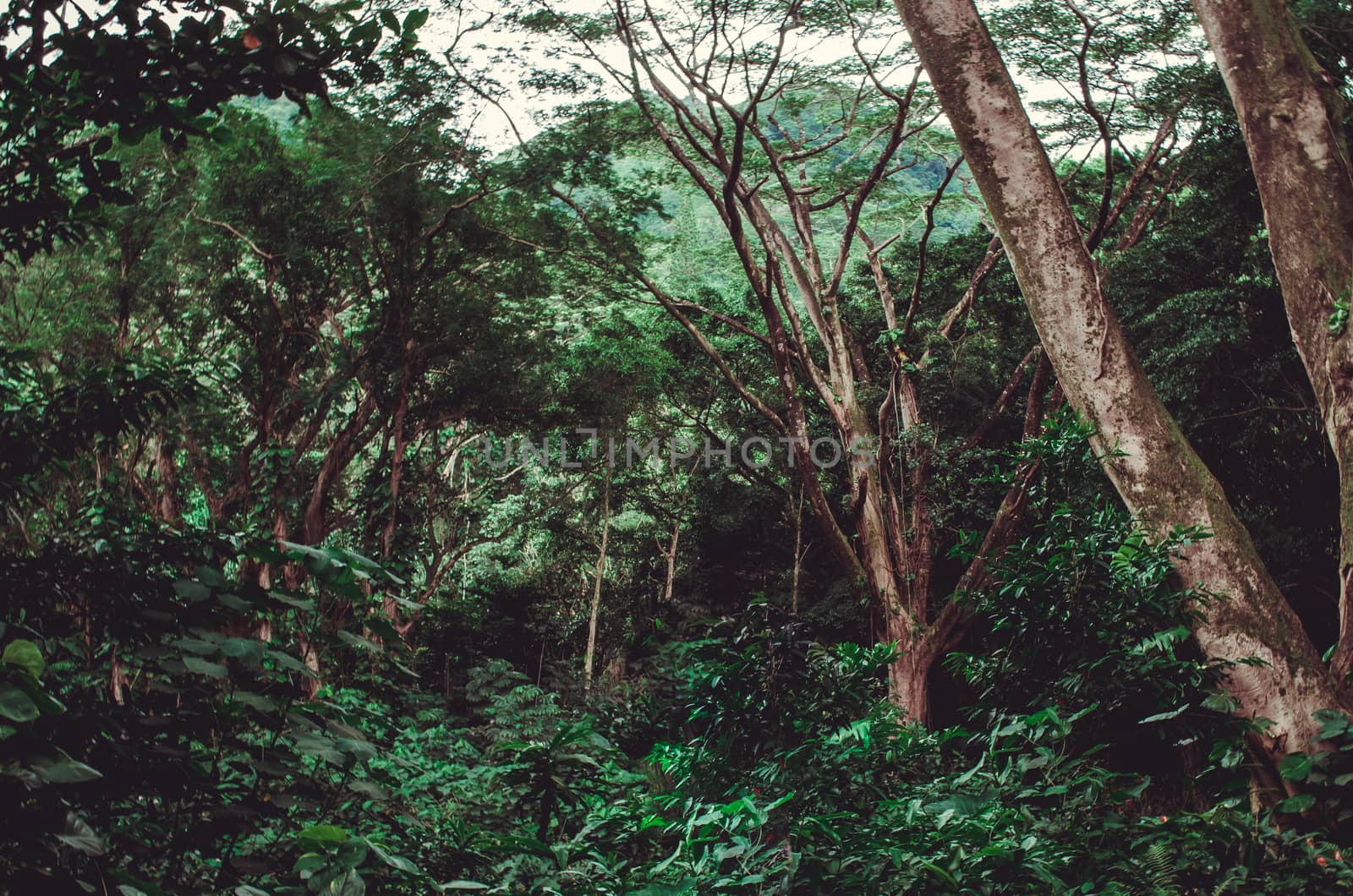 Deep green vegetation with indigenous trees in an almost virgin place in Hawaii by mikelju