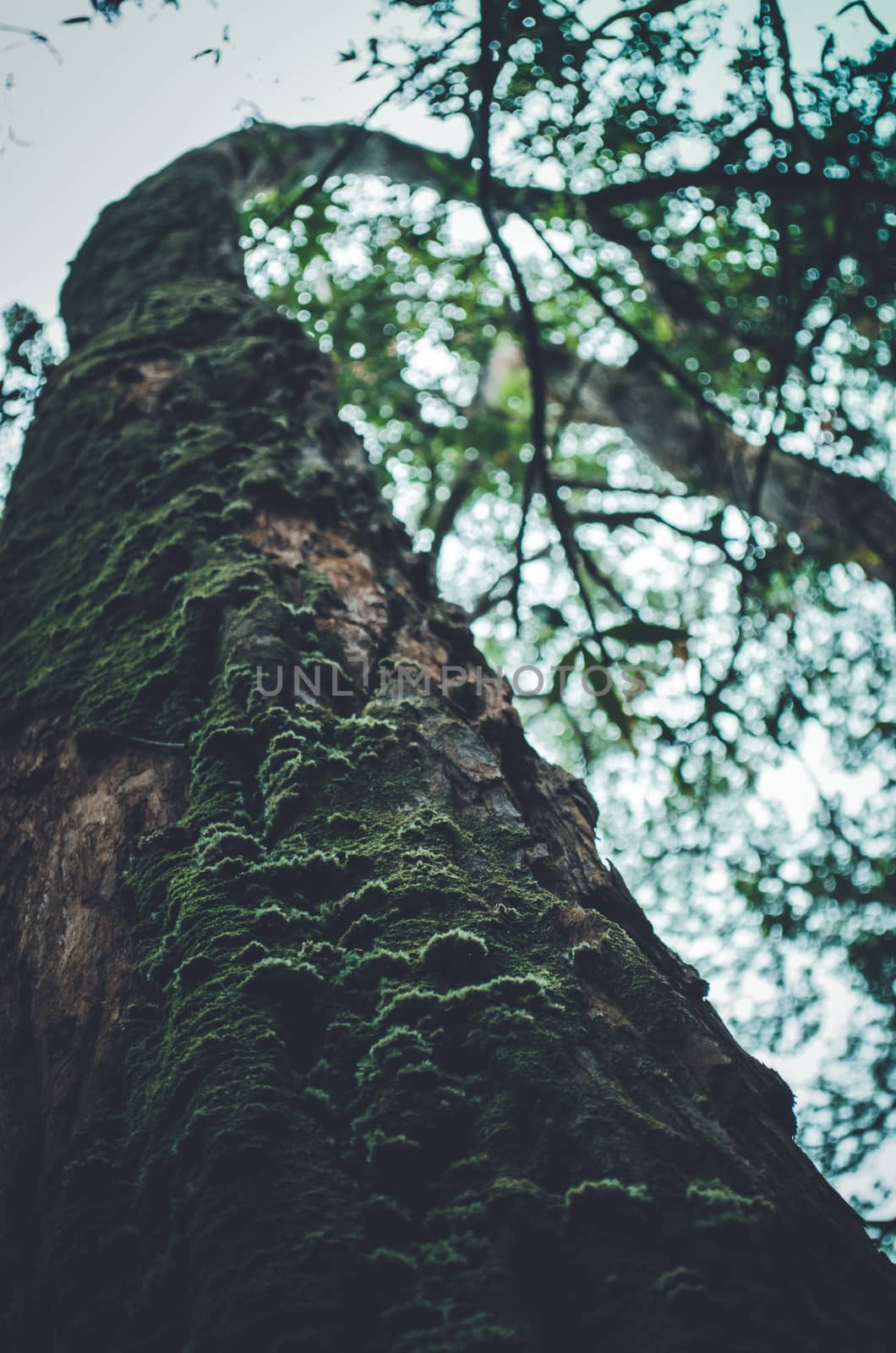 Curved tree trunk covered with green moss in a forest near Honolulu, US by mikelju