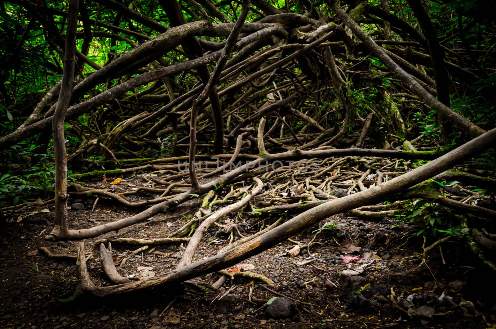 Enormus branch knot in a forest near Honolulu, US by mikelju
