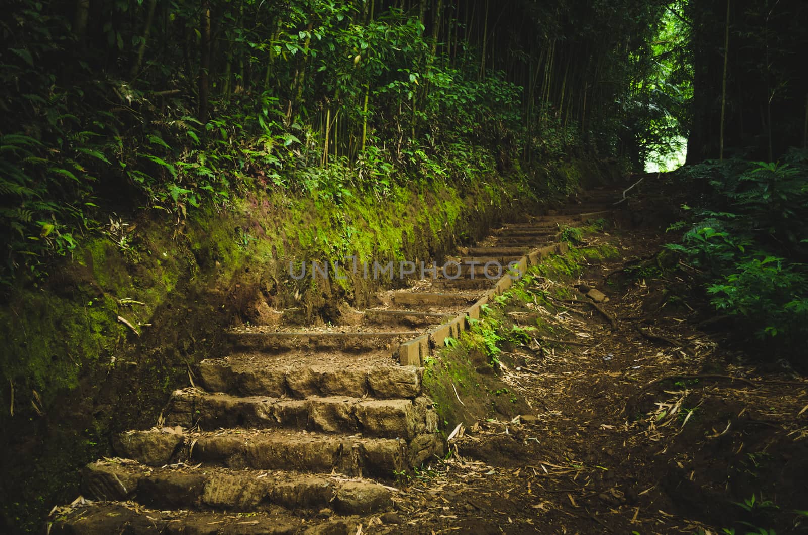 Rock and mud stairs going to the light in a forest near Honolulu, US by mikelju