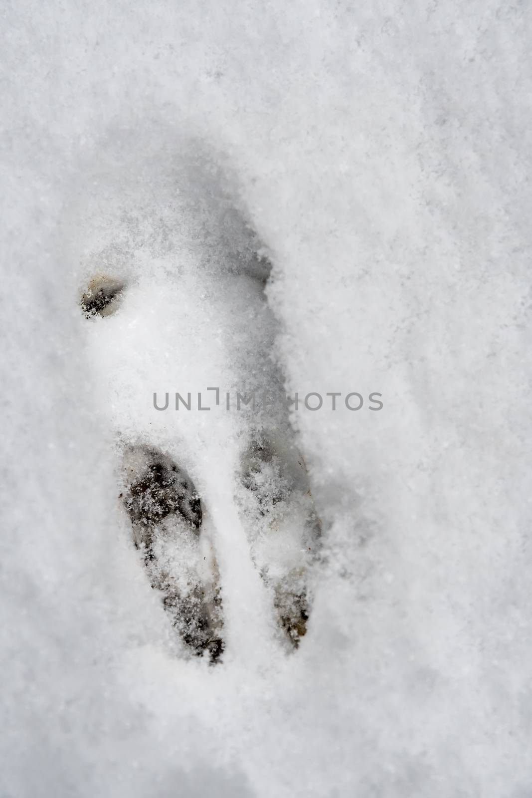 Footprint of a wild rabbit by w20er