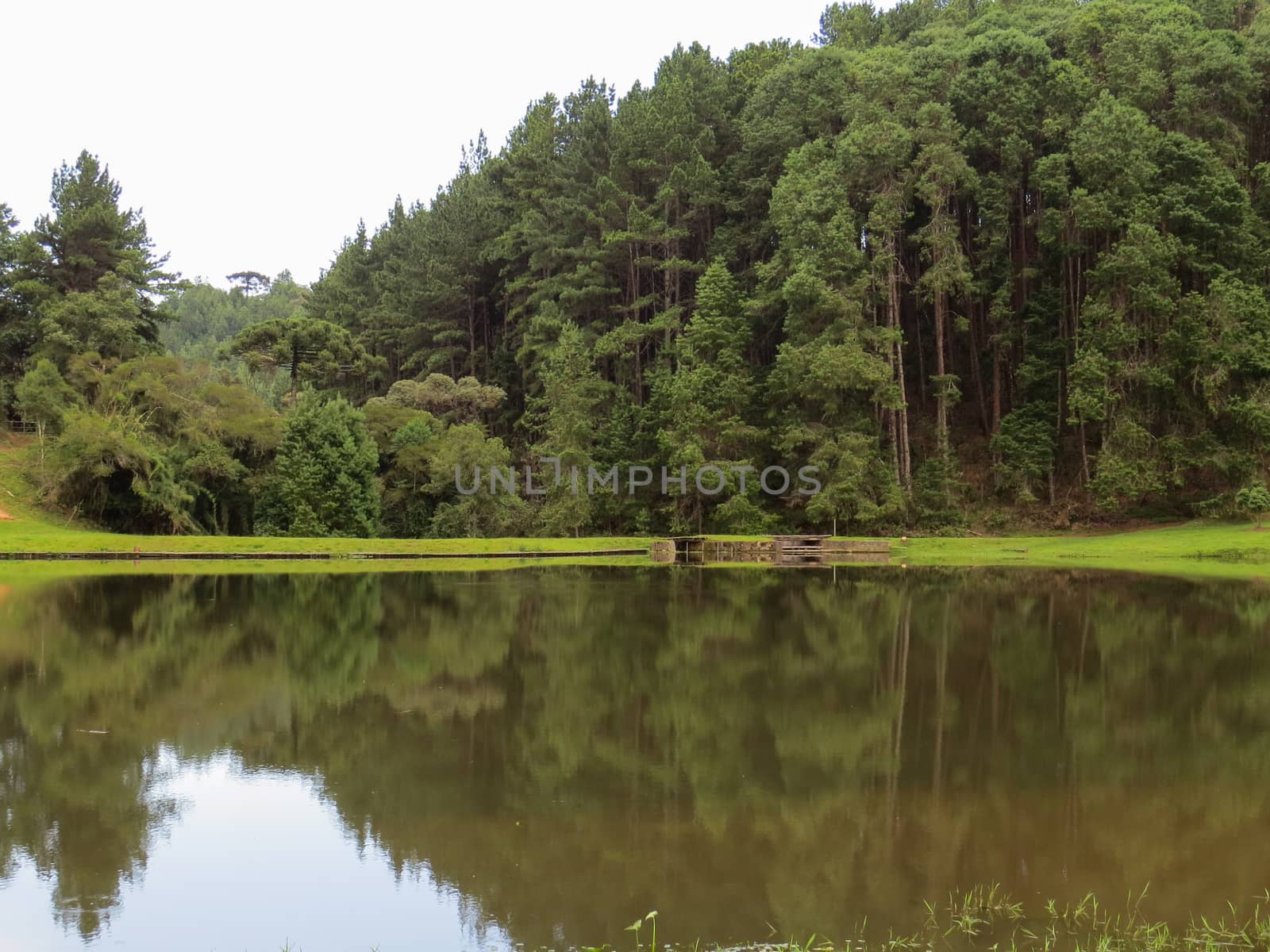 Tranquil lake with grass around it and with reflection of pine forest in the background.