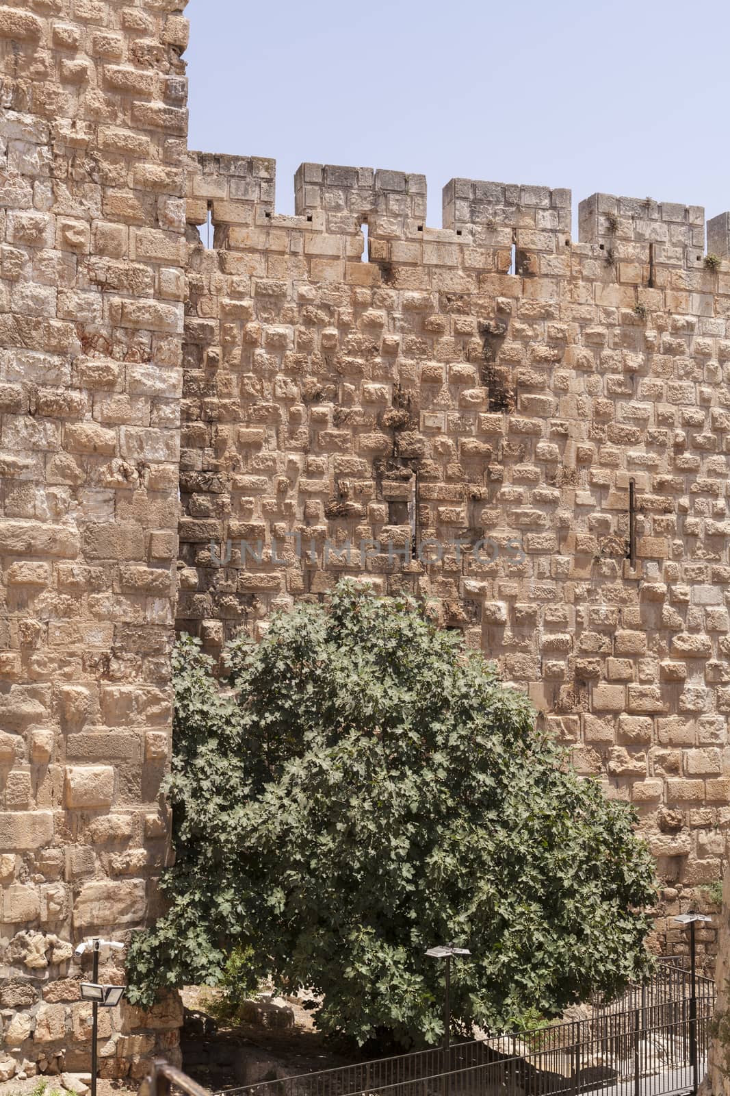 Green fig tree new jerusalem stone wall