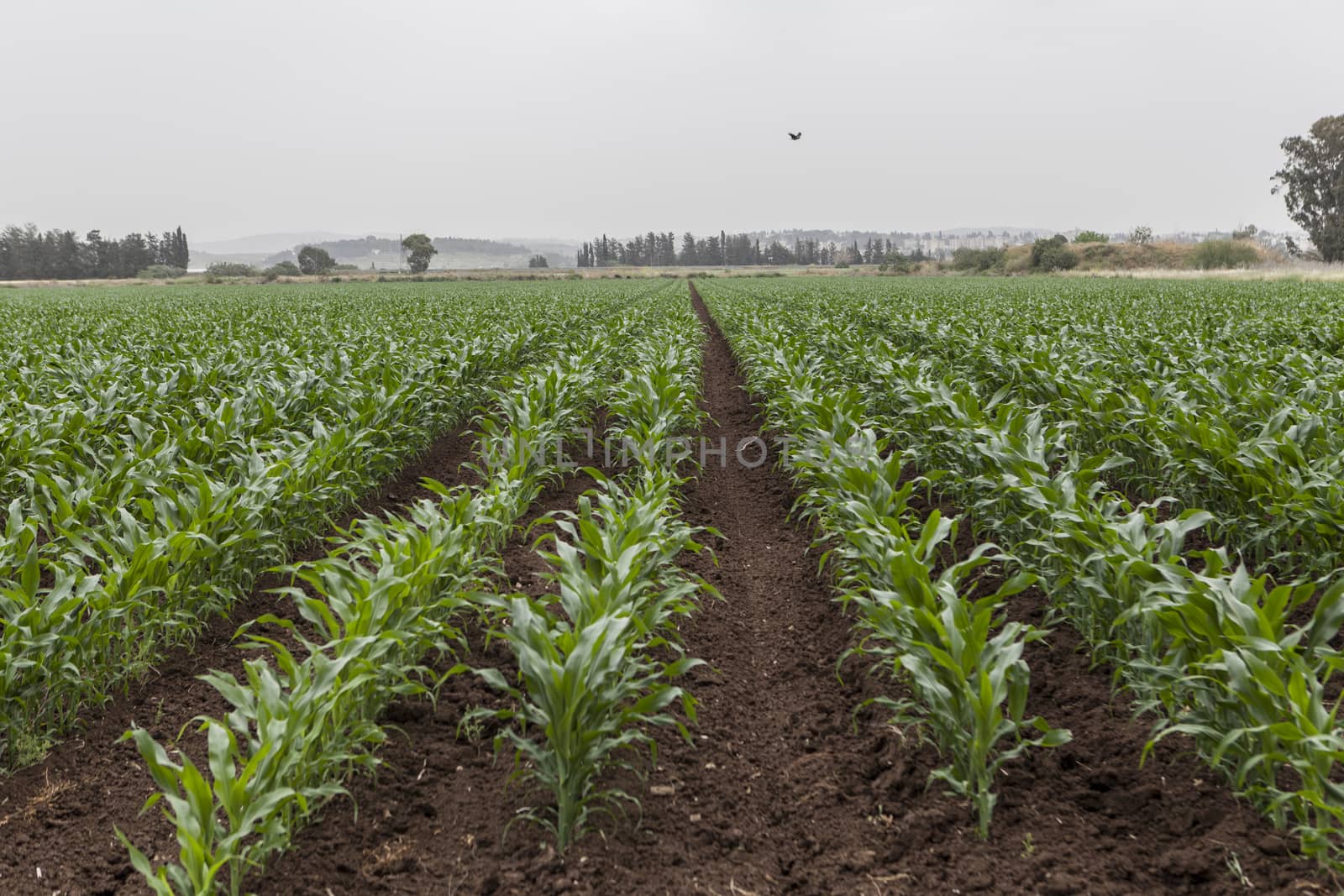 Agriculture and rural land with growing corn