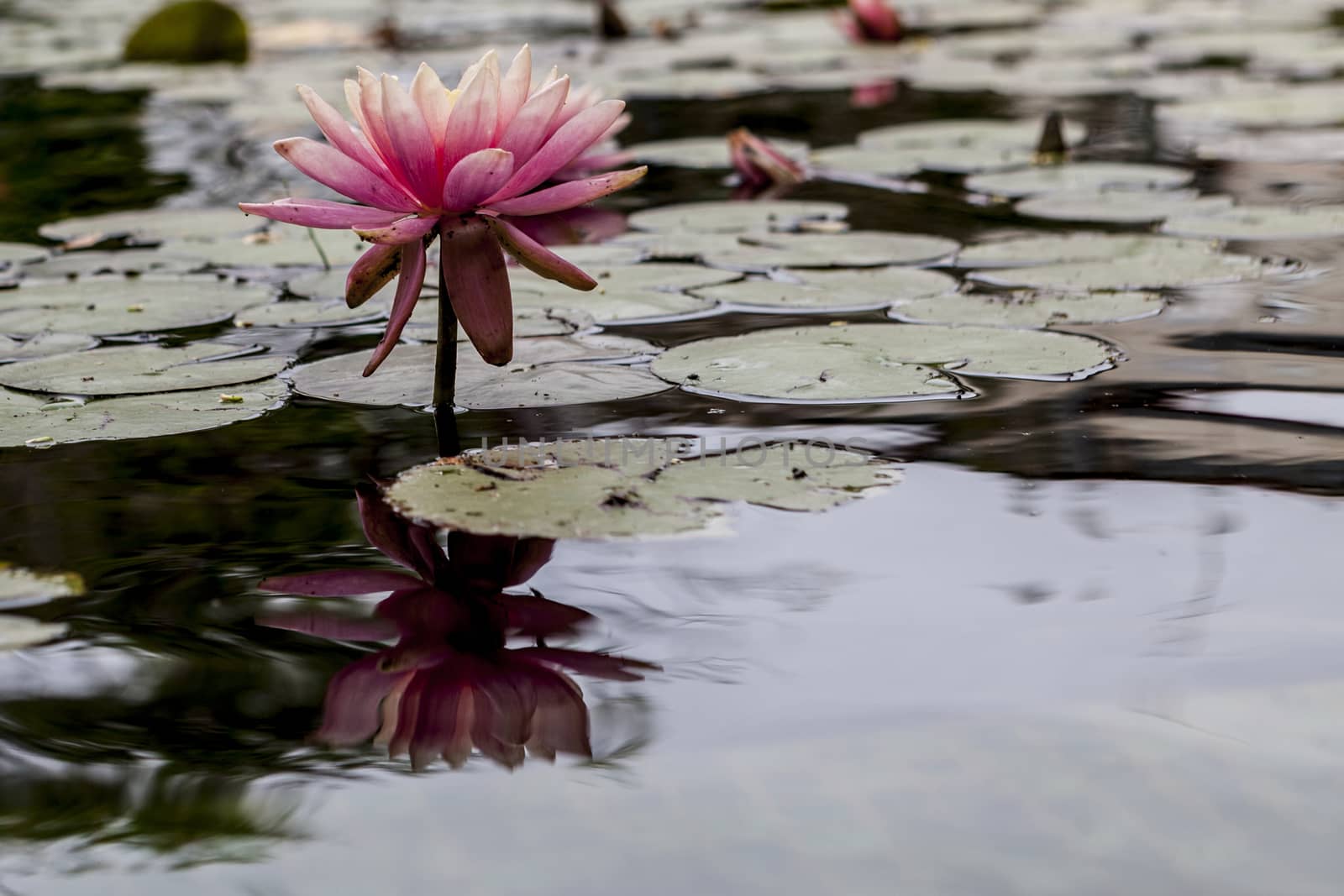 Beautiful pink water blily with big leafs