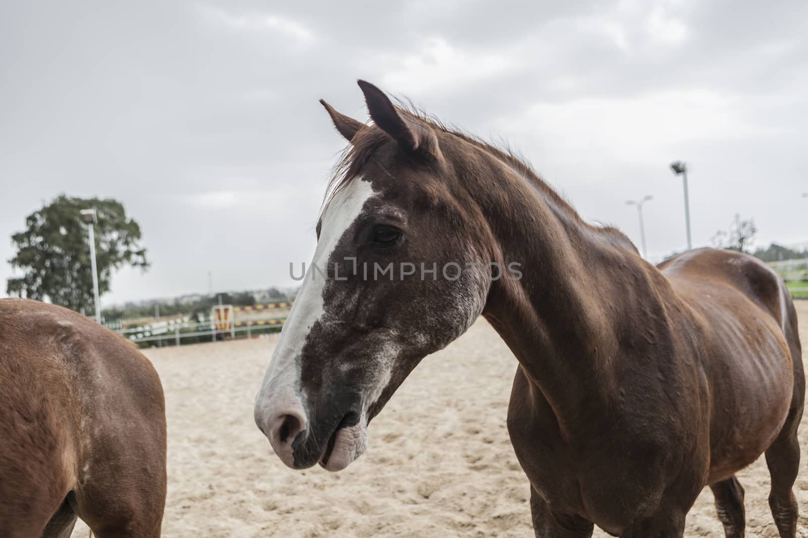 Very photogenic and friendly brown beautiful horse