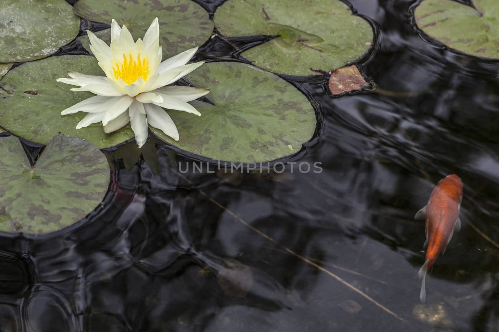 Beautiful white water lily and a fish