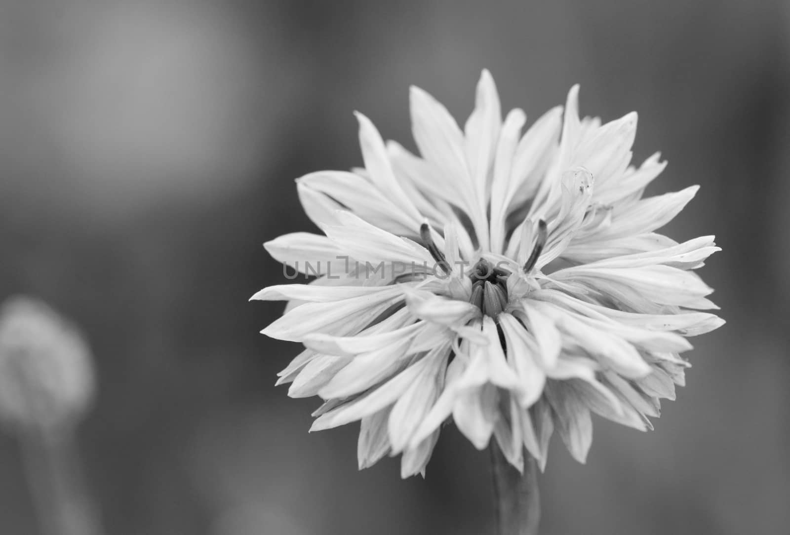 Macro of a cornflower, also known as bachelor's button - monochrome processing