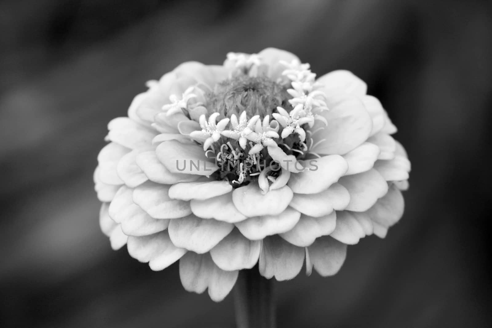 Macro of a zinnia flower with layers of small petals - monochrome processing