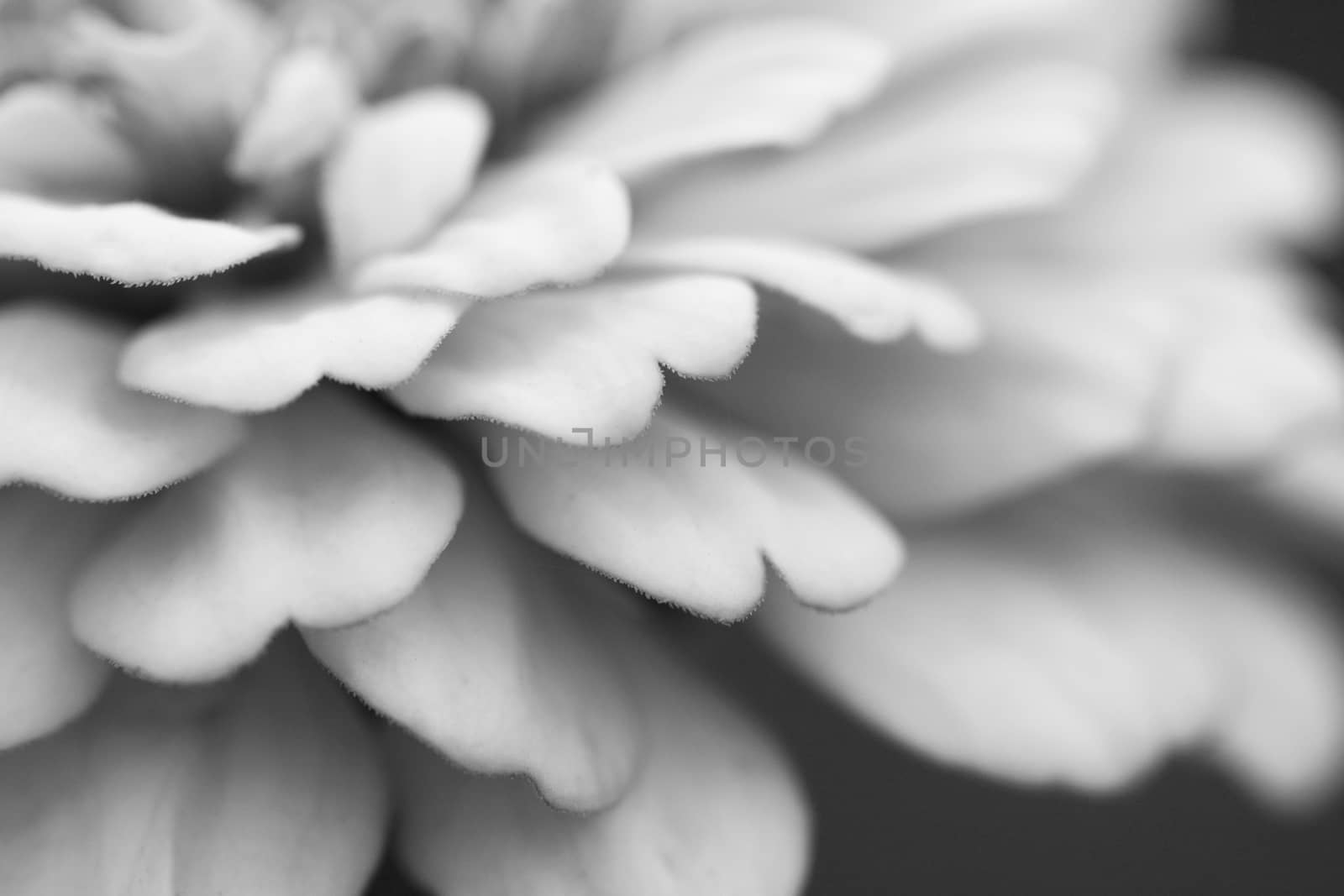 Abstract macro of layered petals of a zinnia flower - monochrome processing
