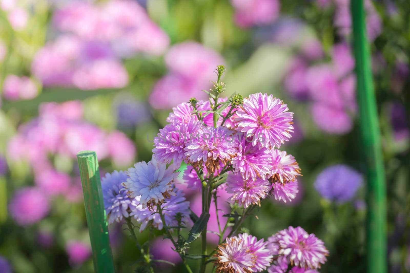 The background image of the colorful flowers, background nature