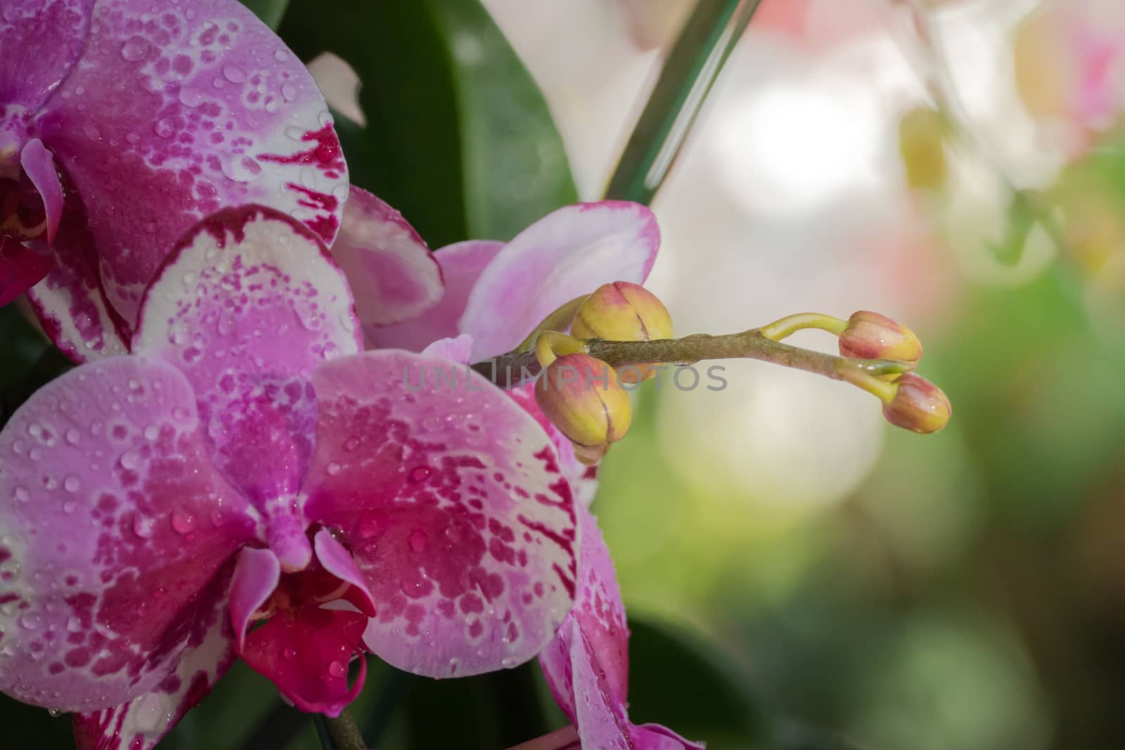 The background image of the colorful flowers, background nature