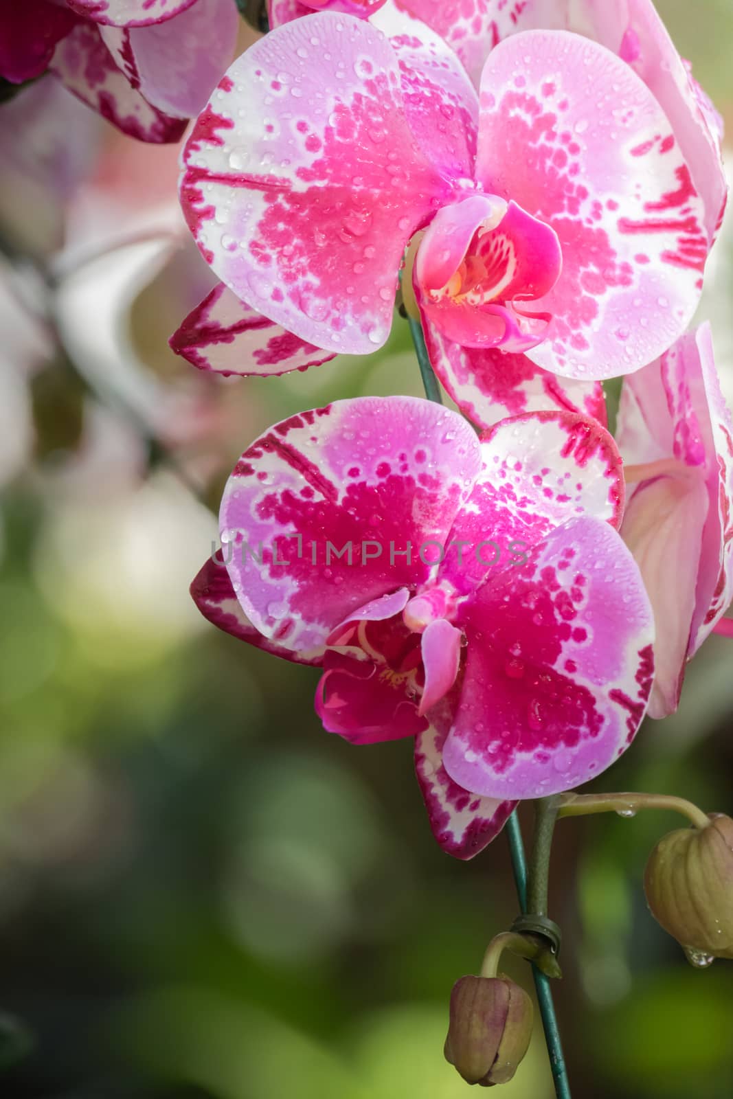 The background image of the colorful flowers, background nature