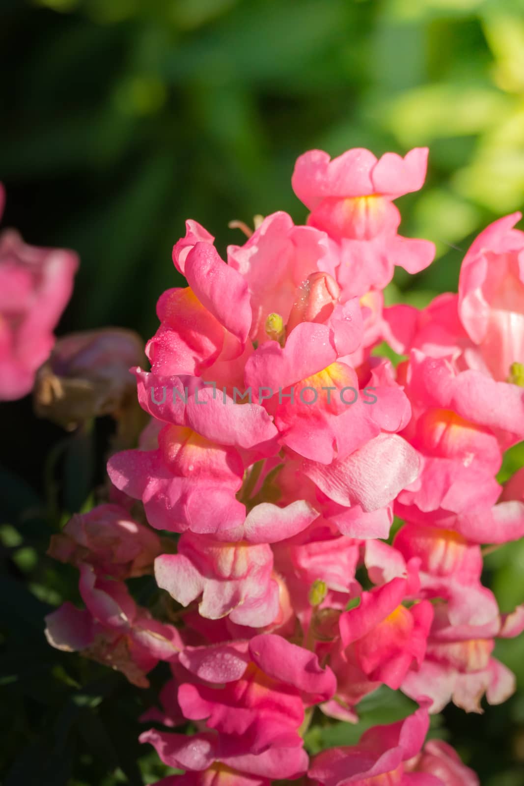 The background image of the colorful flowers, background nature