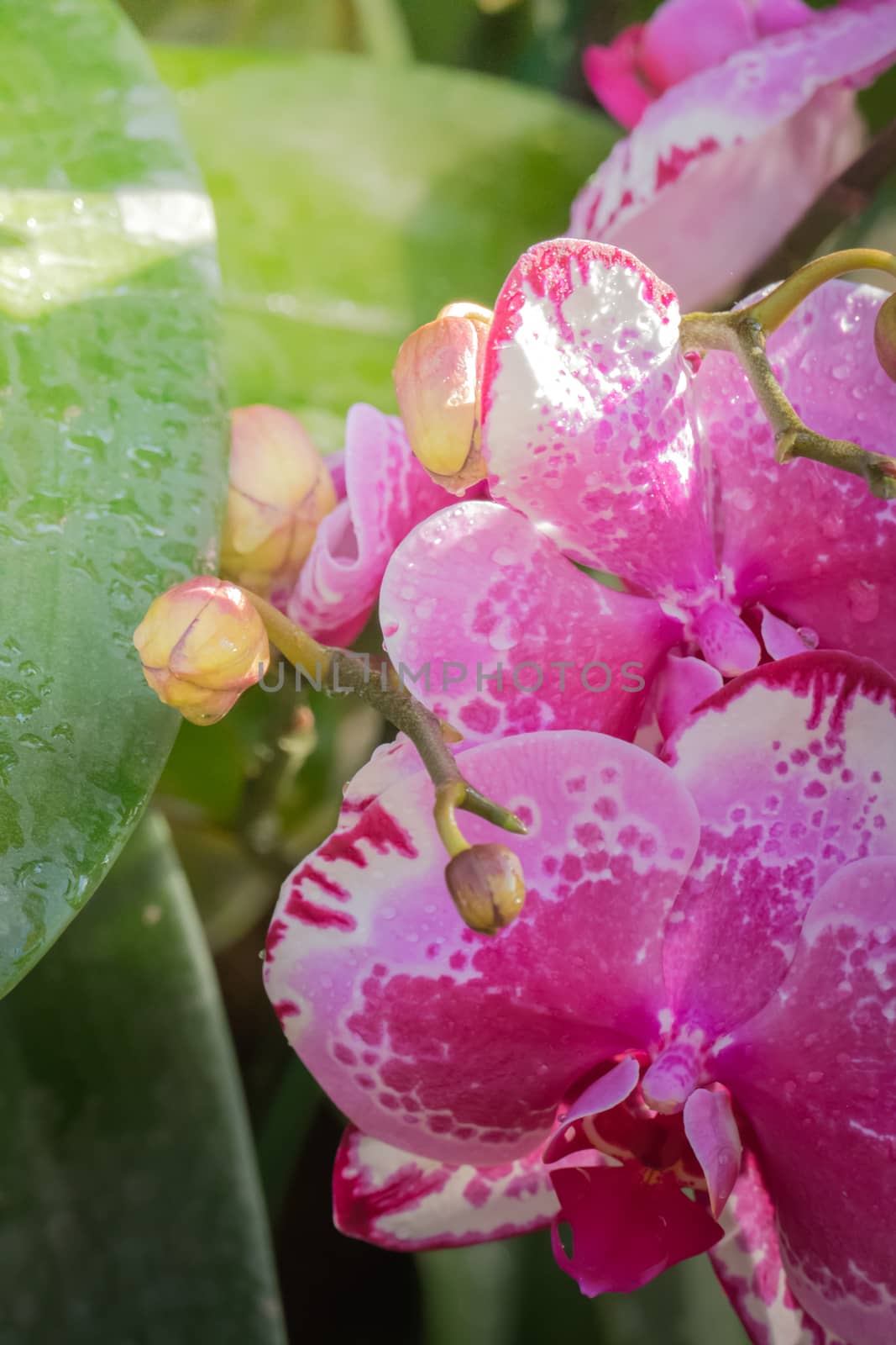 The background image of the colorful flowers, background nature