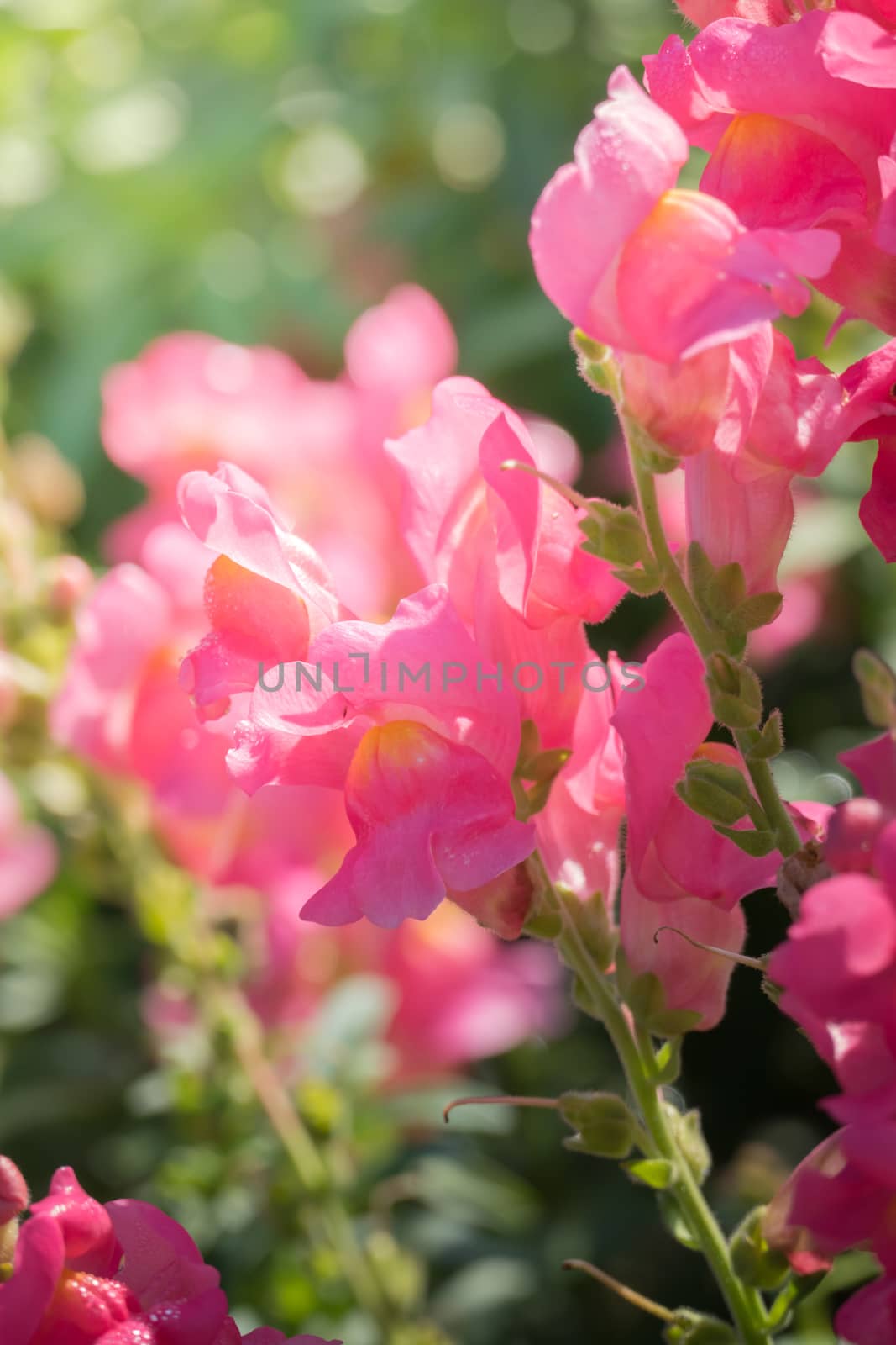 The background image of the colorful flowers, background nature