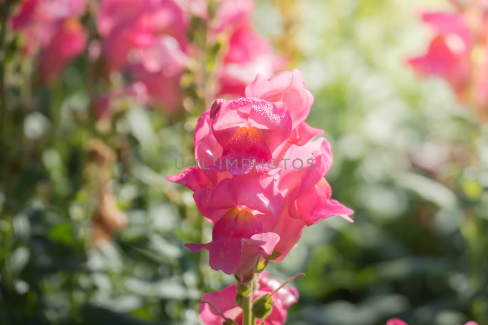 The background image of the colorful flowers, background nature