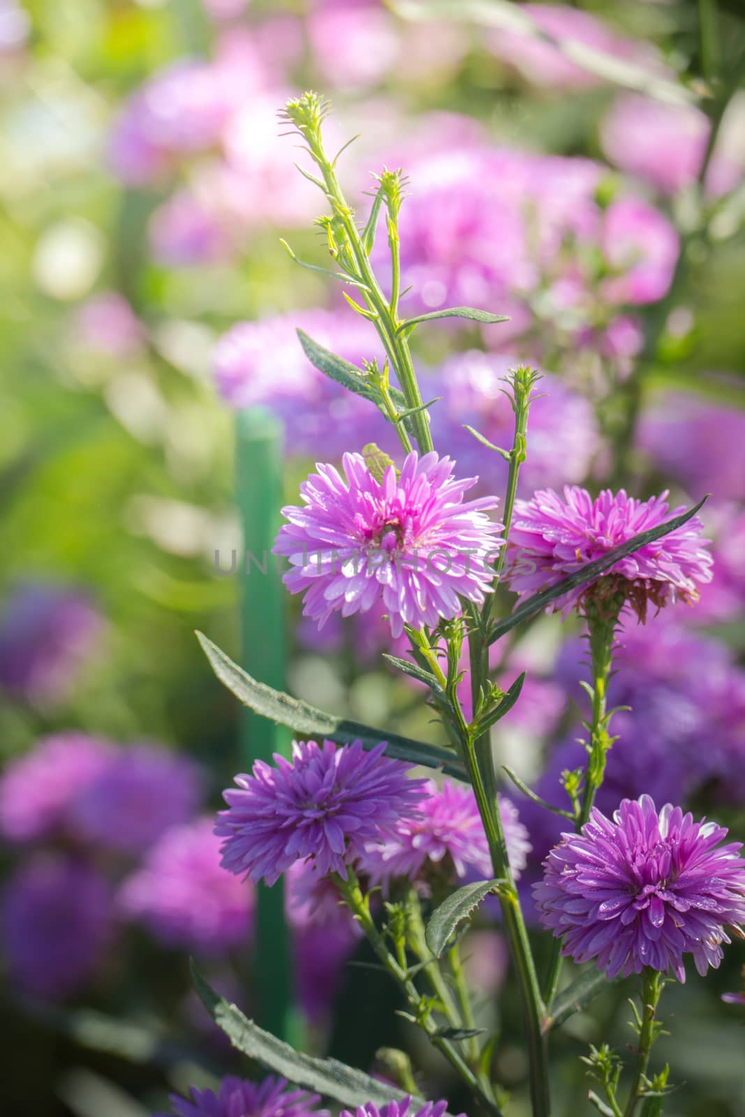 The background image of the colorful flowers, background nature