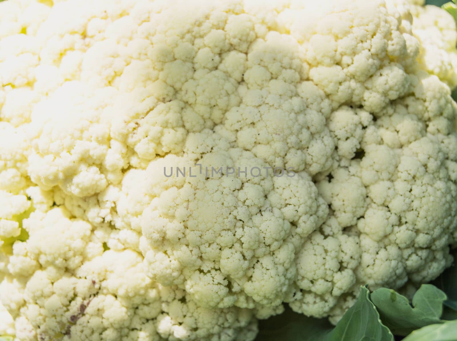 The texture of cauliflower, closeup, background sunlight shade